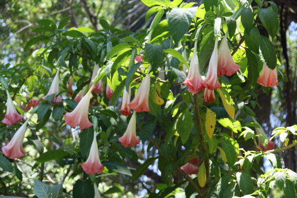 Brugmansia versicolor Brugmansia versicolor commonly known as angel’s trumpets flowering plant angel's trumpet flower stock pictures, royalty-free photos & images