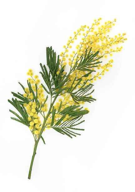 Brunch of yellow mimosa flower on white background stock photo