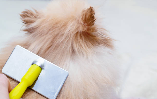 Brushing the dog. Care for the dog 's hair. Combing the dog's hair with a brush. stock photo