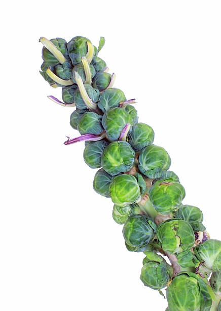 Brussel Sprouts Stalk stock photo
