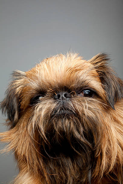 Griffon Terrier Stock Photos, Pictures & Royalty-Free Images - iStock