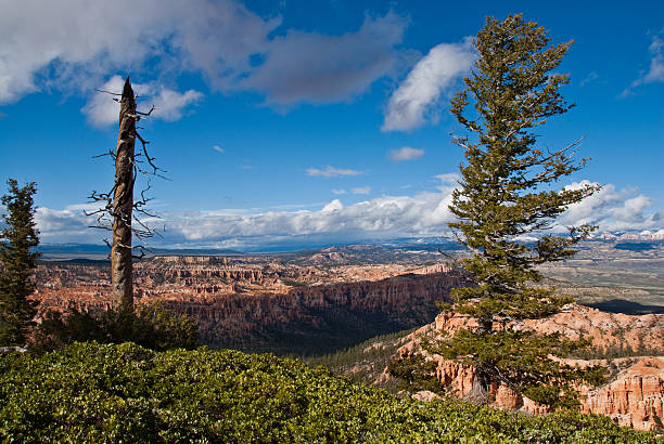 Manzanita Bushes on Bryce Canyon Rim Bryce Canyon is famous for its tall thin spires of rock known as hoodoos. Hoodoos start with an initial deposition of rock. Then over time the rock is uplifted then eroded and weathered. Hoodoos typically consist of relatively soft rock topped by harder, less easily eroded stone that protects each column from the weather. Hoodoos generally form within sedimentary rock such as sandstone. These hoodoos were photographed from Bryce Point in Bryce Canyon National Park, Utah, USA. jeff goulden bryce canyon national park stock pictures, royalty-free photos & images