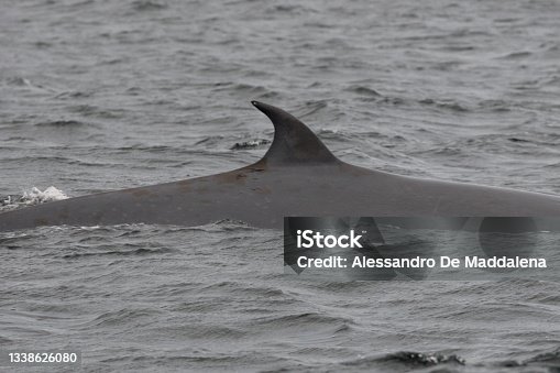 istock Bryde's whale, Balaenoptera brydei, with scars caused by bites from cookie-cutter sharks (Isistius sp.), False Bay, South Africa 1338626080