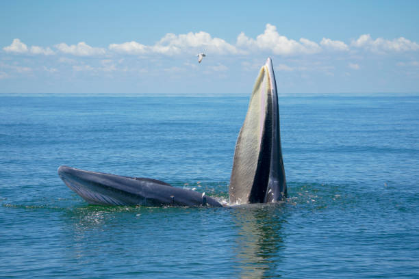 brydes valar, edens whale, äta fisk på golfen av thailand. - blue whale bildbanksfoton och bilder