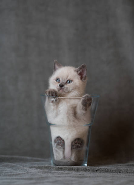 bsh kitten cream colored british shorthair kitten relaxing in a flower vase cat in vase stock pictures, royalty-free photos & images