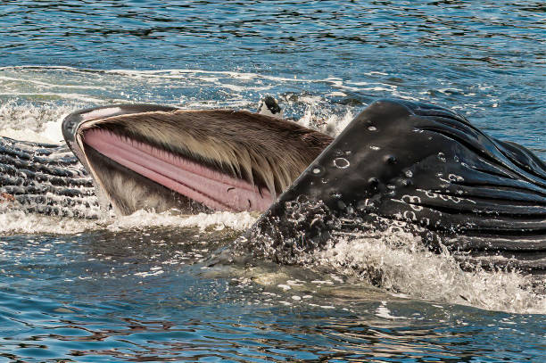 bubble net voeden bultrug walvissen in de wateren van bristish columbia, canada. - bultrug stockfoto's en -beelden