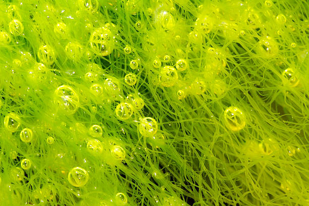 bubbles in alga macro of ulva alga with many little bubbles at low tide green algae stock pictures, royalty-free photos & images
