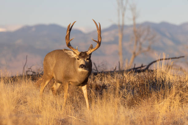 Buck Mule Deer in Autumn in Colorado stock photo