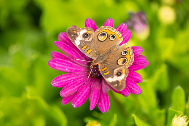 Buckeye Butterfly has eye-like spots on the wings is also called Junonia Coenia stock photo