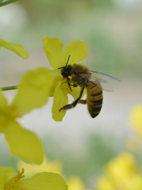 buckfast honey bee  collecting nectar and pollen stock photo