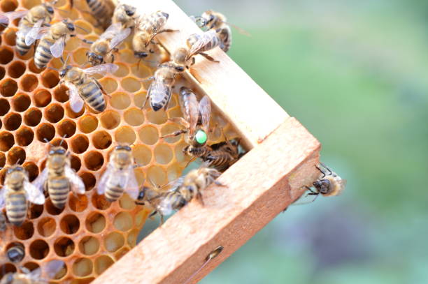 Buckfast queen bee marked with green dot in bee hive stock photo