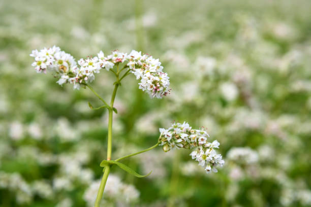 buckwheat flowers white field closeup Beautiful delicate white flowers of buckwheat (fagopyrum esculentum) closeup on the background of the buckwheat field fagopyrum stock pictures, royalty-free photos & images