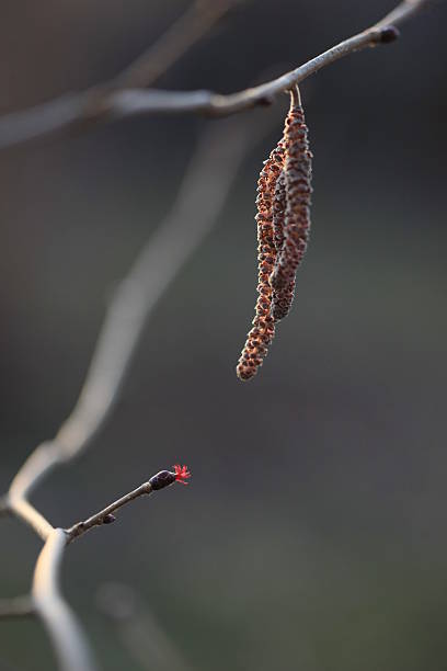 Bud and Catkin of Nut, Early Spring, Russia stock photo