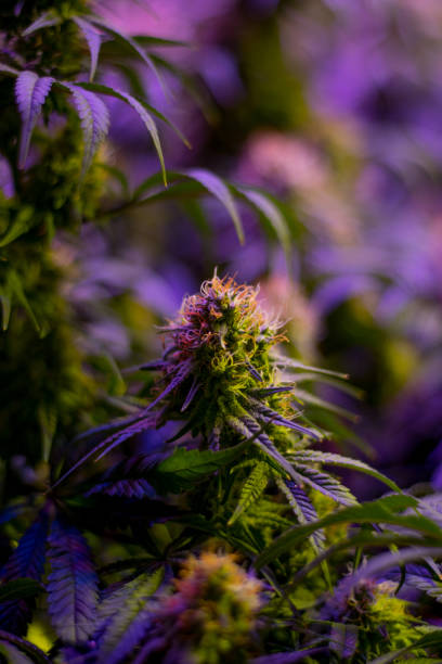 Budding indoor grown cannabis plant stock photo