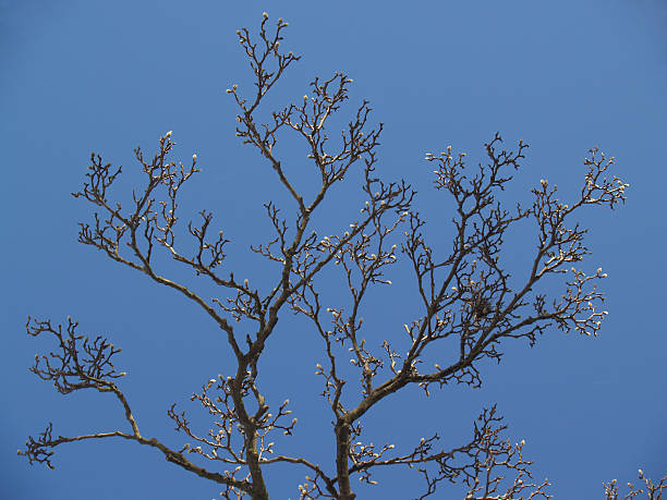 Budding Japanese Magnolia with Nest and Blue Sky stock photo