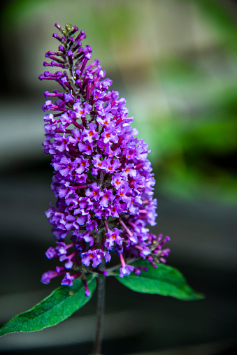 close up of Buddleja davidii Franch or butterfly tree on the shores of the Revine lakes, Treviso, Veneto, Italy
