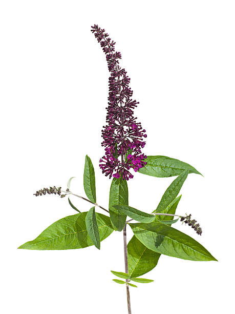 Butterfly Bush Silhouette Stock Photos, Pictures & Royalty-Free Images