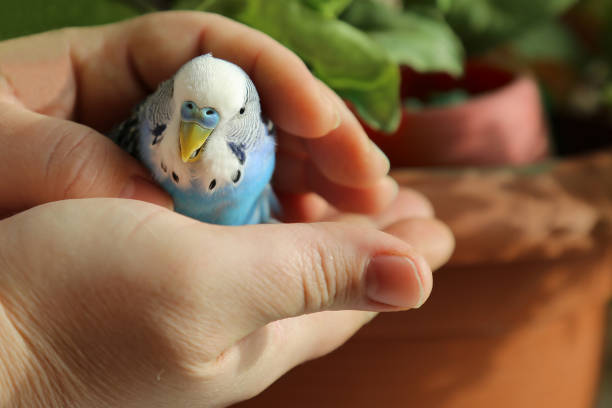 A budgie in the hands of a man. The owner put his hands around the blue parrot. stock photo