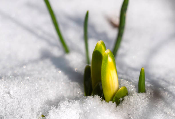 Buds of spring flowers crawl out from under the snow stock photo