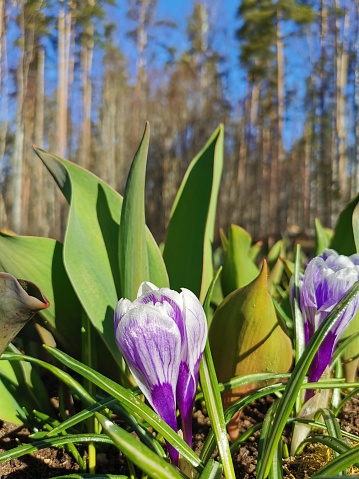 Buds of white crocuses with purple veined petals against the background of green leaves, trees and blue sky on a spring day.