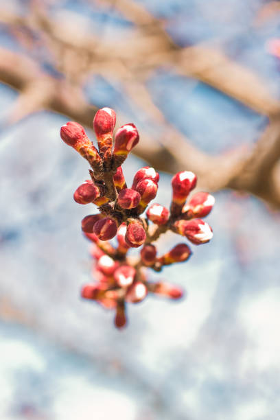 Buds on Apricot Branch stock photo
