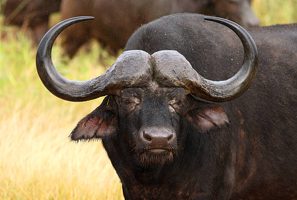 Buffal bull portrait in the rain. stock photo
