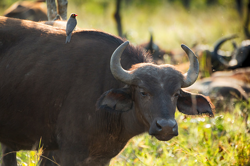 Buphagus erythrorhynchus on Buffalo in Kruger Wildlife Reserve, South Africa