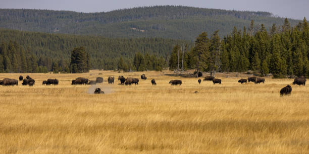 Buffalo at Yellowstone National Park in Wyoming stock photo