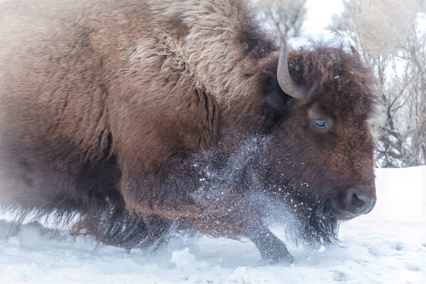 yan görünümde karda koşan buffalo boğası - buffalo stok fotoğraflar ve resimler
