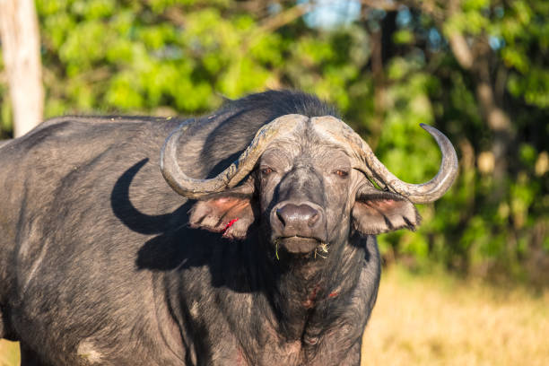 buffalo closeup, moremi game reserve, okavango deltası, botsvana - buffalo shooting stok fotoğraflar ve resimler