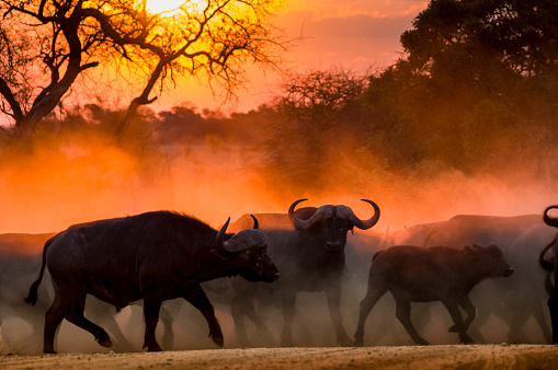 Buffalo herd startled by lions at sunset cross a dusty road at speed. Central buffalo stares at camera.