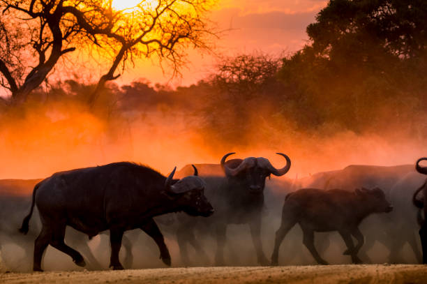 Buffalo herd at sunset in Kruger National Park South Africa Buffalo herd startled by lions at sunset cross a dusty road at speed. Central buffalo stares at camera. kruger national park stock pictures, royalty-free photos & images
