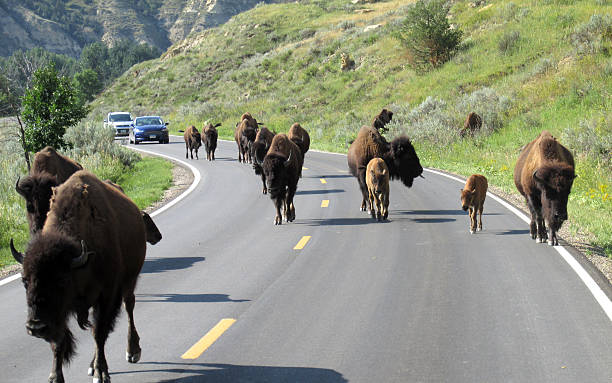 Buffalo herd crossing road in Teddy Roosevelt National Park Buffalo herd crossing the road in Teddy Roosevelt National Park theodore roosevelt national park stock pictures, royalty-free photos & images