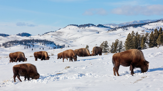 American Bison (Bos bison, Bison bison) Herd  Grazing in the Rolling Winter Hills of Yellowstone National Park, Wyoming