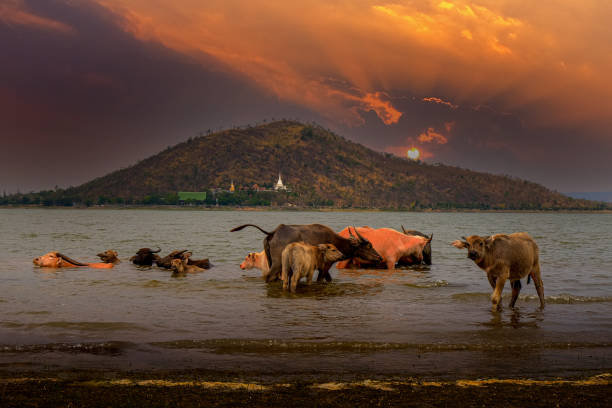 파삭 졸라시드 댐의 물에 몸을 담그는 버팔로 무리 - buffalo shooting 뉴스 사진 이미지