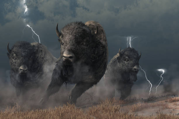 Buffalo in a Storm Three buffalo stampede accross the North American prairie. Driven by the flasing lightning and booming thunder of a storm, these bison raise a cloud of dust as they run.  3D Rendering american bison stock pictures, royalty-free photos & images