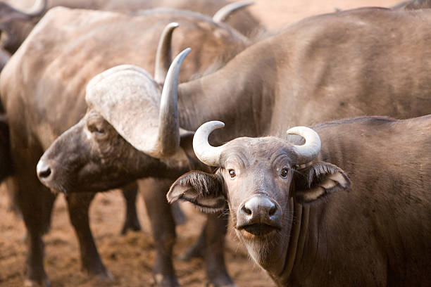 buffalo in africa - buffalo shooting 個照片及圖片檔
