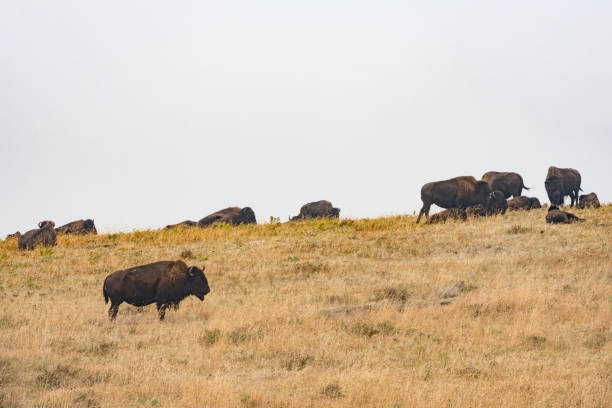 布法羅在草場南達科他州美國 - buffalo 個照片及圖片檔