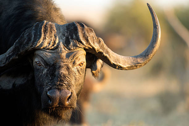 Buffalo in the bushveld stock photo