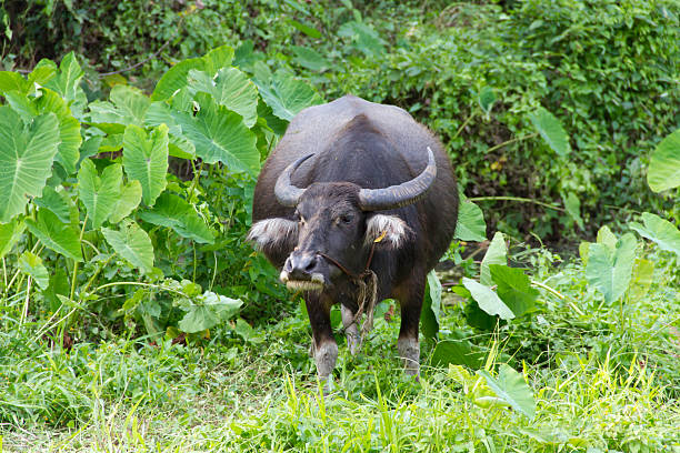 buffalo in the swamp - buffalo shooting 個照片及圖片檔