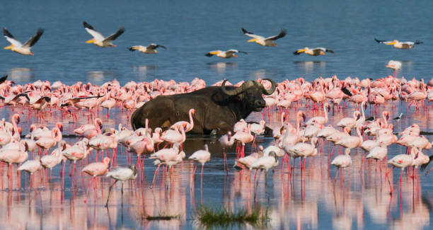 Buffalo lying in the water on the background of big flocks of flamingos. stock photo