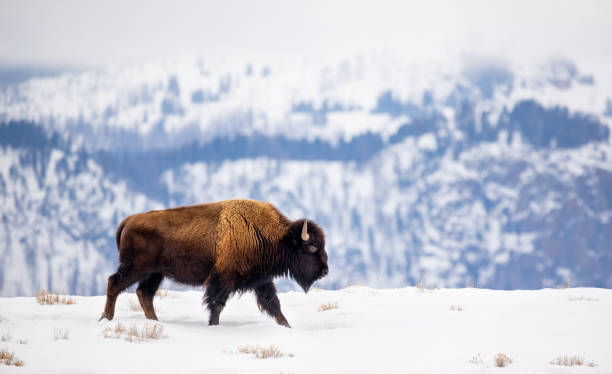 Buffalo on a Mountain Ridge in Winter American Bison (Bos bison) on a mountain ridge in winter snow. Yellowstone National Park, Wyoming american bison stock pictures, royalty-free photos & images