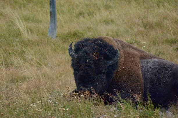 poleiro de búfalo - buffalo - fotografias e filmes do acervo