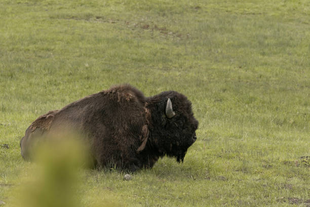 Buffalo stock photo