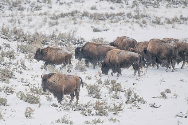 buffalo sürü içinde birlikte güvenlik daha iyi otlatma arayan yürüyüş - buffalo stok fotoğraflar ve resimler