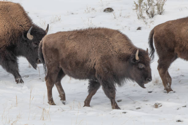 буффало ходить вместе в стаде ищет безопасности лучше выпаса - buffalo стоковые фото и изображения