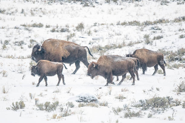 布法羅一起在羊群中行走， 尋找安全更好的放牧 - buffalo 個照片及圖片檔
