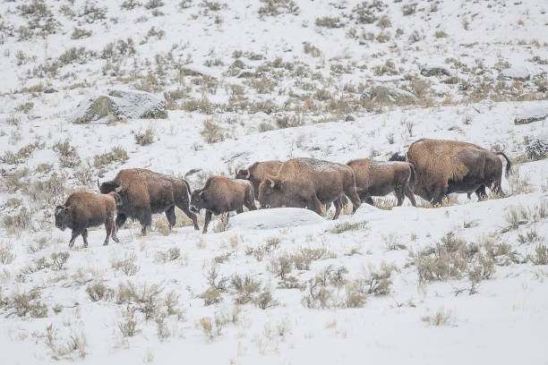 布法羅一起在羊群中行走， 尋找安全更好的放牧 - buffalo 個照片及圖片檔