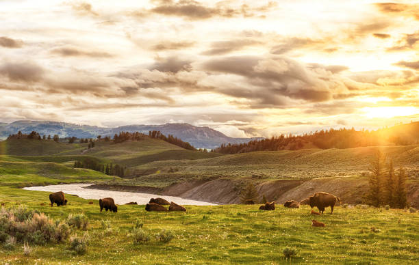 Buffaloes Herd of adult and baby buffaloes (bison bison) at sunset time. Yellowstone National Park, Wyoming, USA animal migration photos stock pictures, royalty-free photos & images