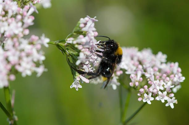 Buff-tailed bumblebee feeding on common valerian stock photo